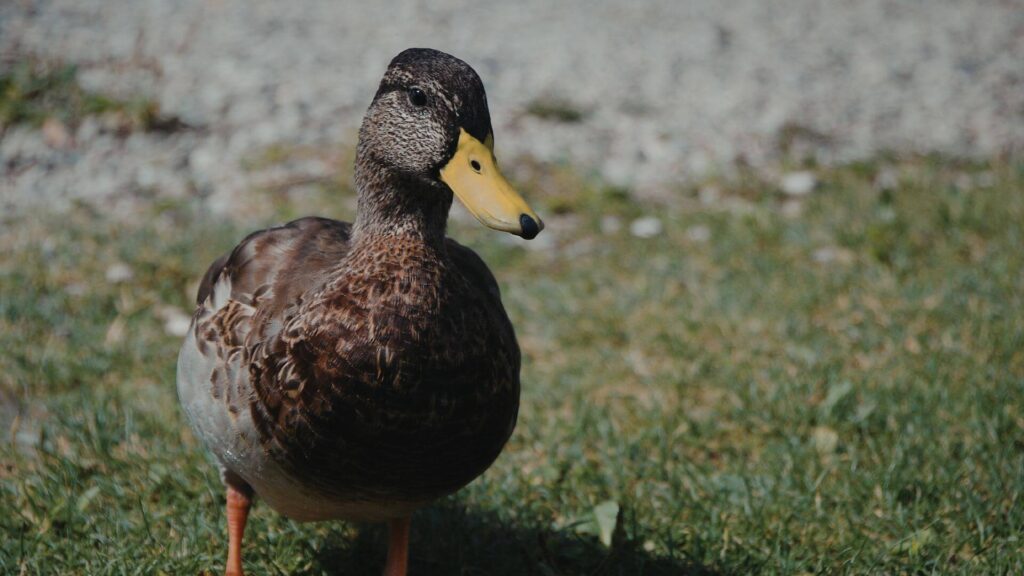 なぜ「プログラミングスクールはカモ」と言われるのか